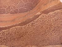 Casts of desiccation cracks near Moab